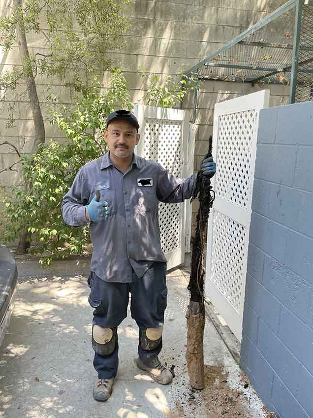 plumber removing root in pipe